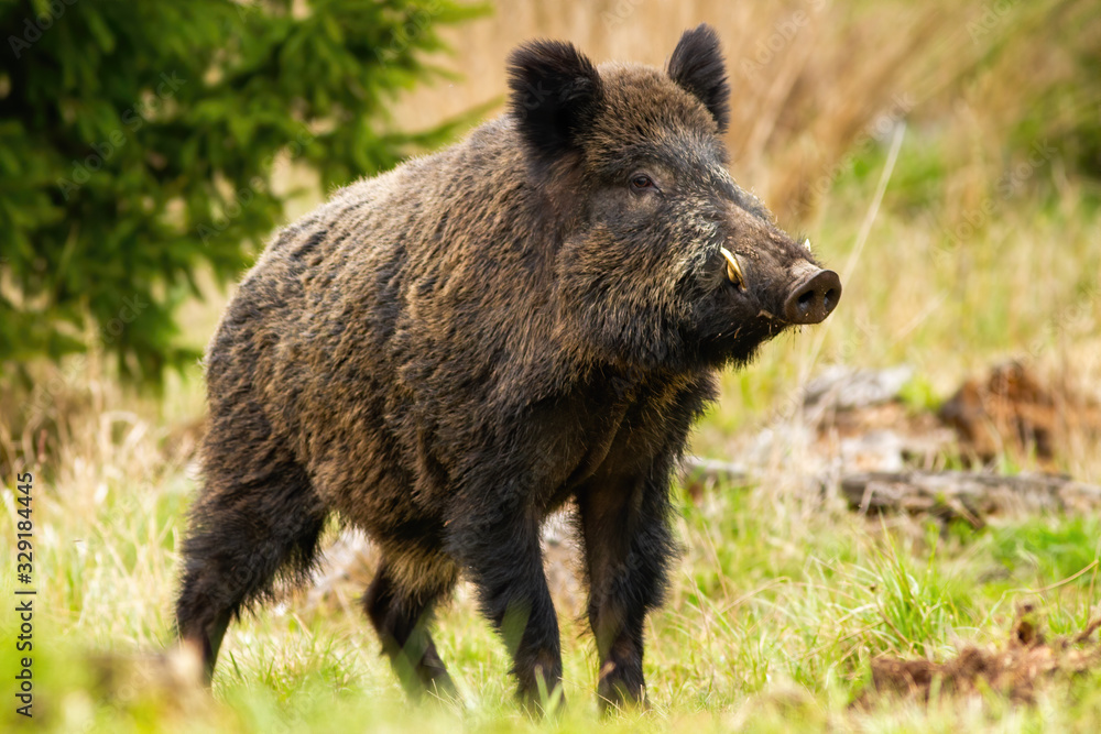 Dominant wild boar, sus scrofa, male sniffing with massive snout with white tusks on meadow. Majestic wild mammal standing on grass in spring from side view