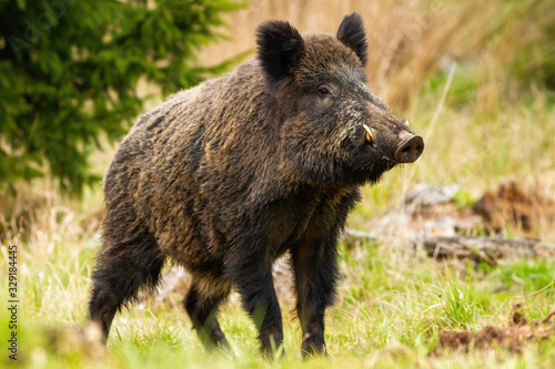 Foto Dominant wild boar, sus scrofa, male sniffing with massive snout with white tusks on meadow