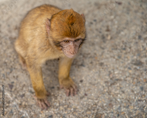 monkey young on the asphalt road, attraction for tourists