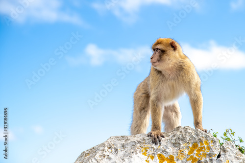 A monkey on a cliff watching the surroundings, a blue sky in the background