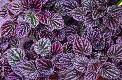 Abstrack background of purple foliage