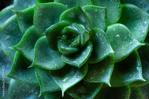 Wet Green succulent plant close up. Floral spring macro 
