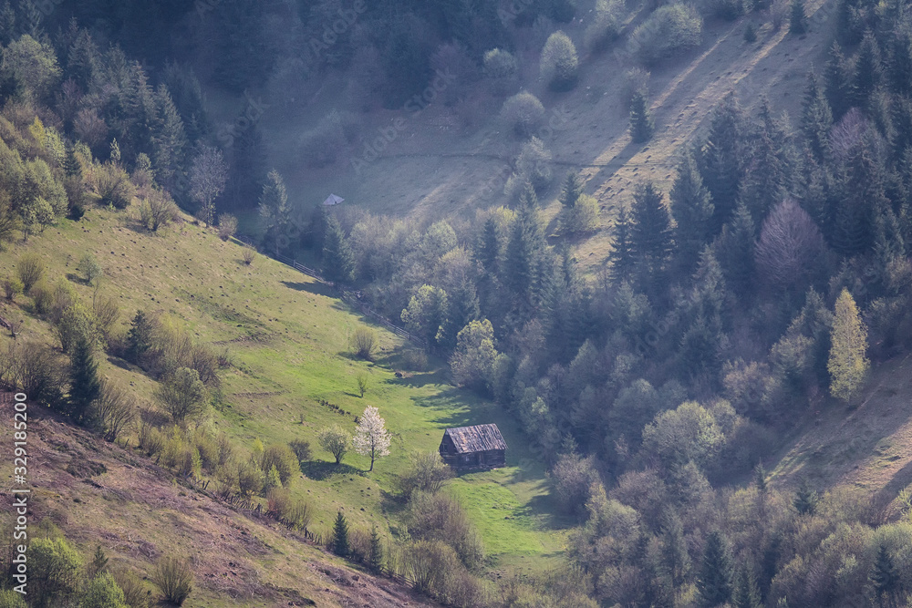 Hillsides with trees lit with sunlight. Carpathians