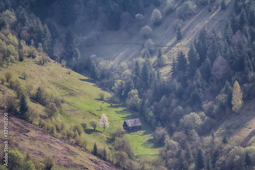 Hillsides with trees lit with sunlight. Carpathians
