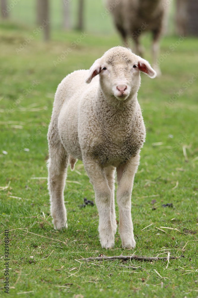 Obraz premium Lamm