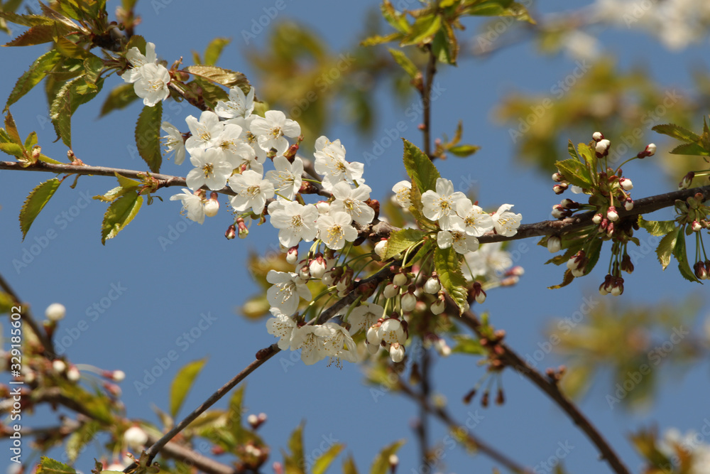 Reneclaudenblüten Reneclaudenblüten
