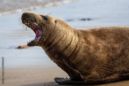 Close up of Grey Seal with teeth bared on the beach at Horsey Gap in Norfolk, UK