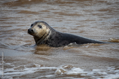 Close up of grey seal swimming in the sea off the beach at Horsey Gap in Norfolk, UK