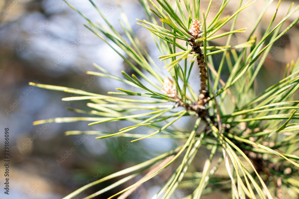 Twig of young pine.Pine branch in early spring. Branch and twigs of cluster pine. Sprig of pine in the spring. Young green twigs. Twig of young pine.Pine branch in early spring. Branch and twigs of cluster pine. Sprig of pine in the spring. Young green twigs.