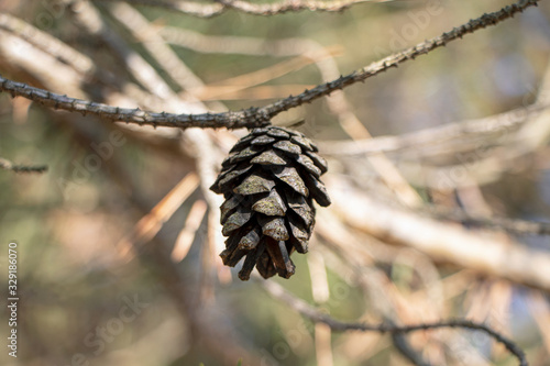 Pine tree with pine cones in the early spring. Pine cone with branch. Cone on pine branches.
