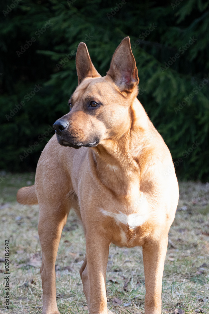 A guard dog staying on the ground. Close up.