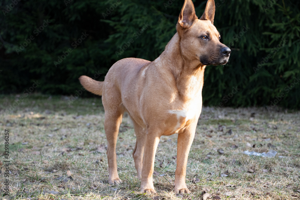 A guard dog staying on the ground. Close up.