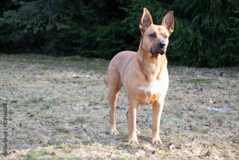 A guard dog staying on the ground. Close up.