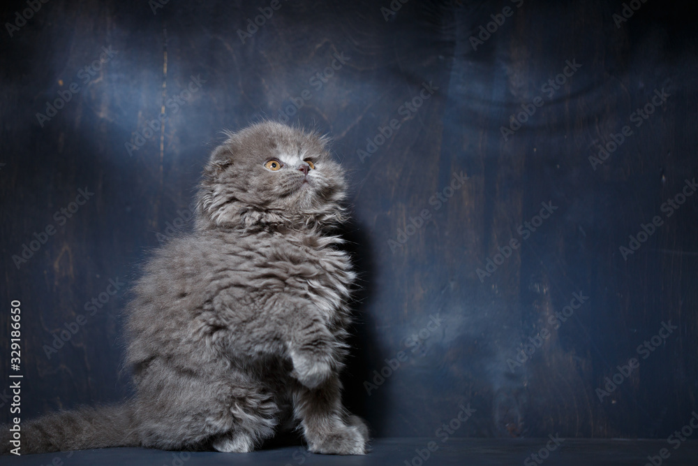 Naklejka premium Gray little cat of breed Scottish fold plays on a gray background