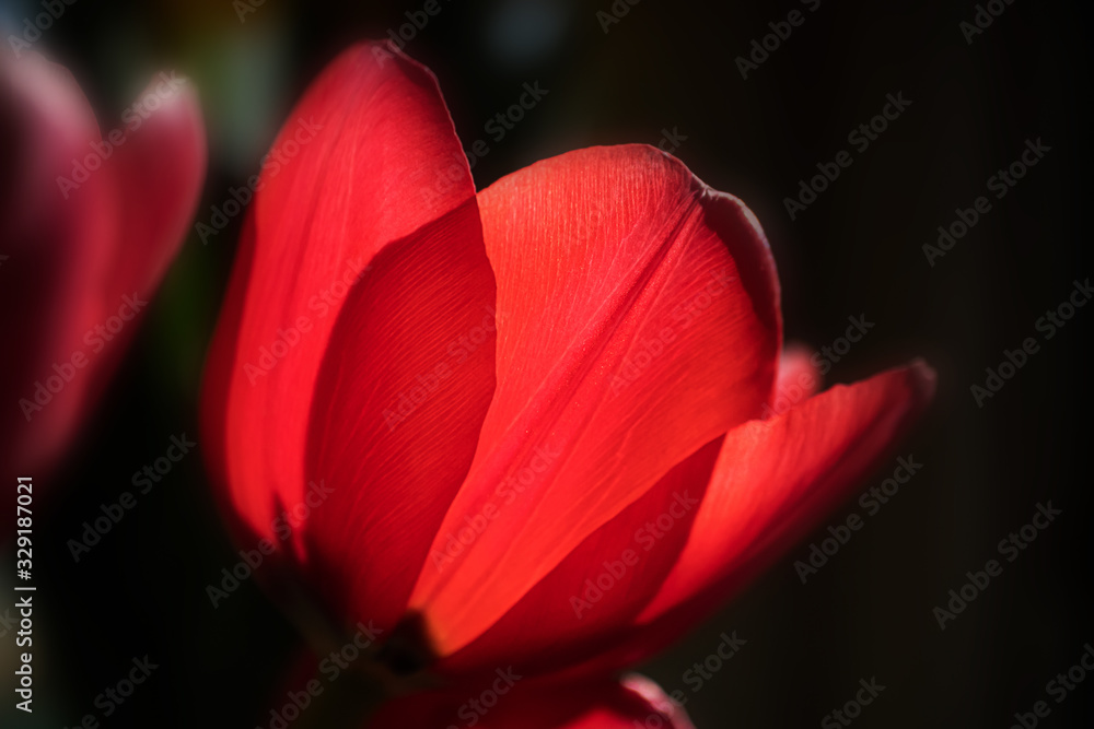 Red tulip close-up. Macro photo. The concept of a holiday, celebration, mother's day, spring. Background natural vibrant image, suitable for banner, postcard.