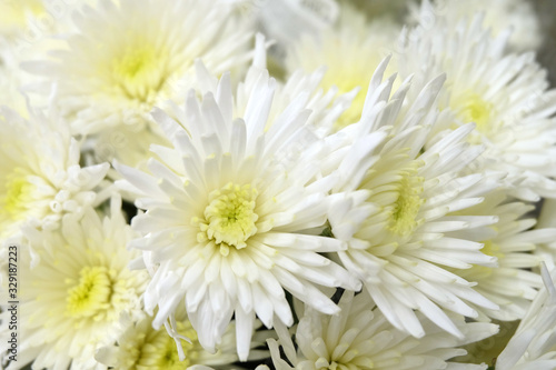 A bouquet of white terry chrysanthemums, a floral arrangement for a holiday, wedding, birthday, etc., macro photography
