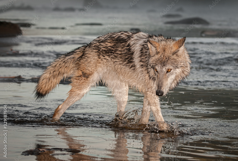 Grey Wolf (Canis lupus) Splashes Through Water