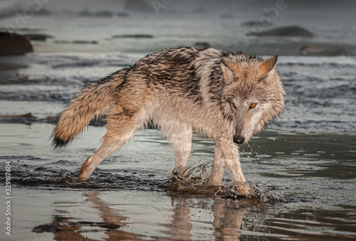 Fototapeta Naklejka Na Ścianę i Meble -  Grey Wolf (Canis lupus) Splashes Through Water