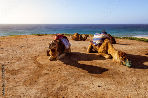 Touristics camels on the dromedary terrace of Tangier