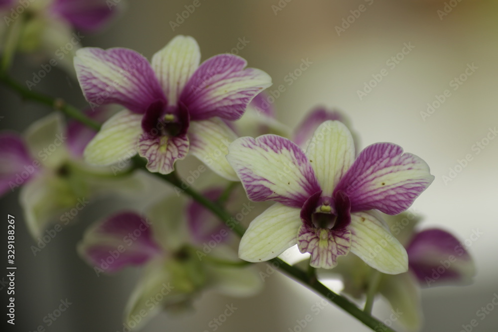 Obraz premium Close up shot of beautiful orchid flower at the garden
