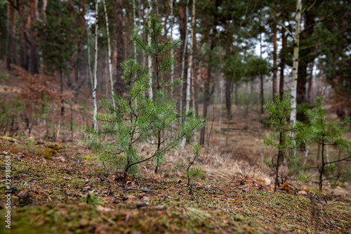 Spring coniferous forest nature landscape photography