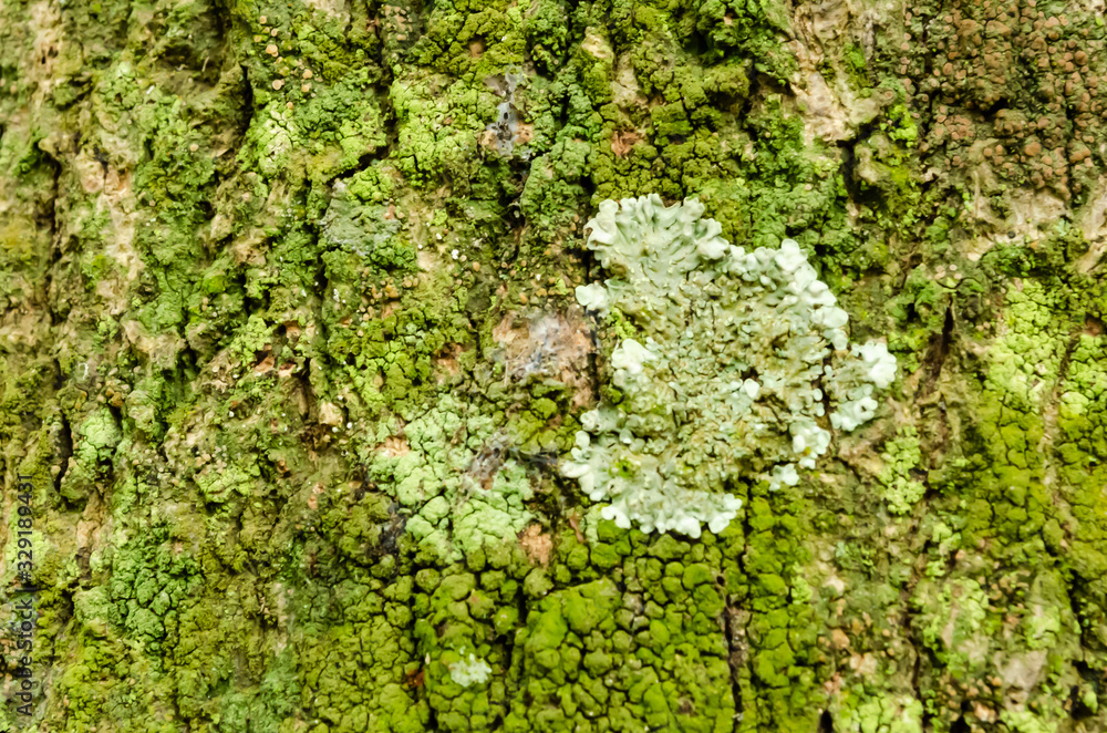 Lichen And Algae On Tree Bark