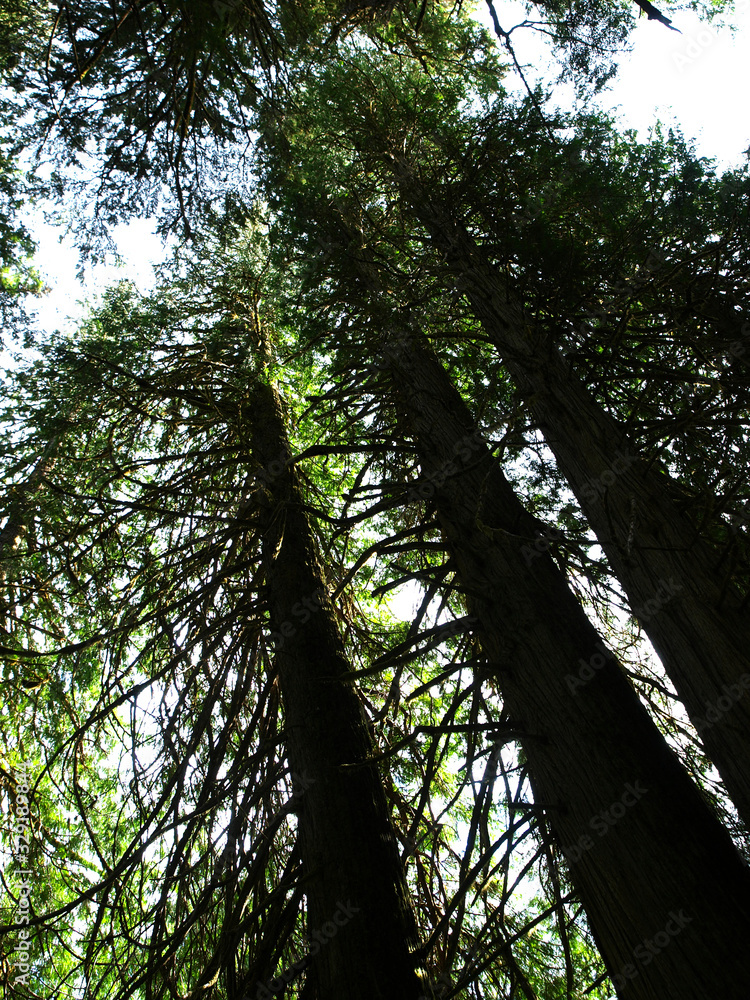 Fototapeta premium Mount Rainier National Park, Washington