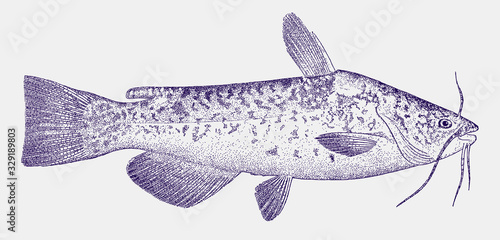 White bullhead catfish, ameiurus catus, a fish native to the coastal river systems of the eastern united states in side view