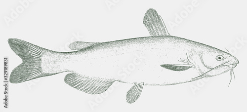 Channel catfish ictalurus punctatus, freshwater fish from North America in side view