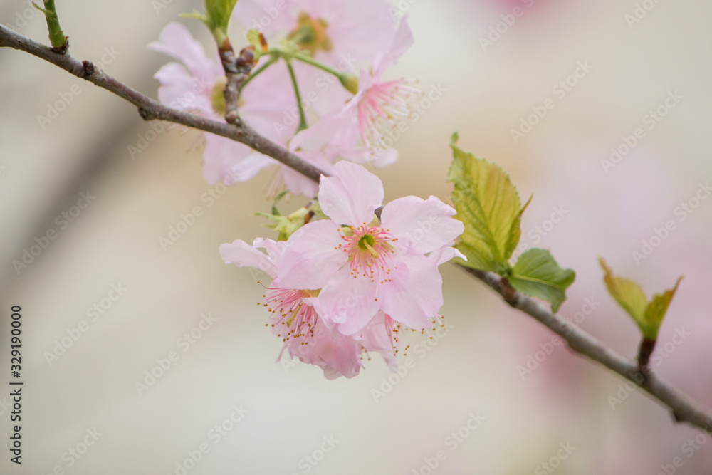 Sakura - Cherry Blossom Sakura - Cherry Blossom