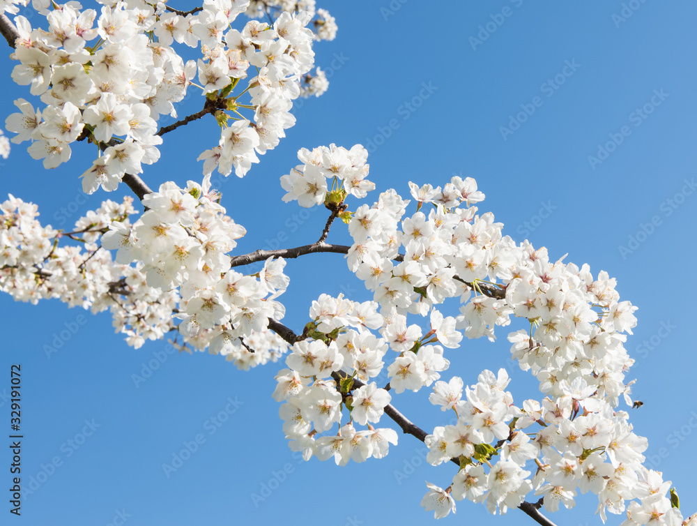 Close up of white cherry blossom flowers on a branch of a cherry tree against a deep blue sky Close up of white cherry blossom flowers on a branch of a cherry tree against a deep blue sky