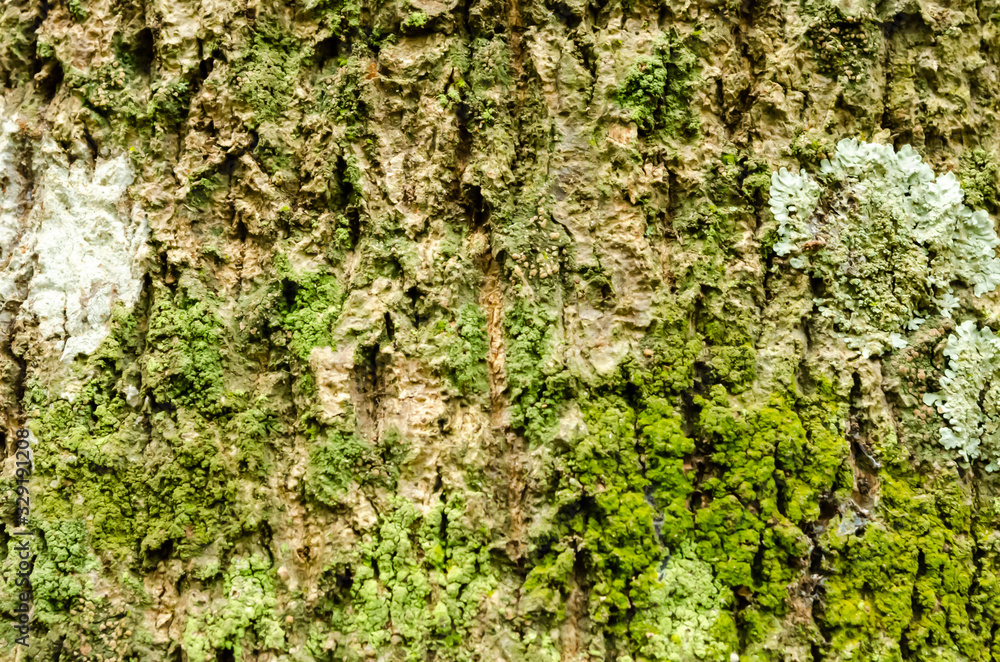 Lichen And Algae Growing On Tree Bark Lichen And Algae Growing On Tree Bark