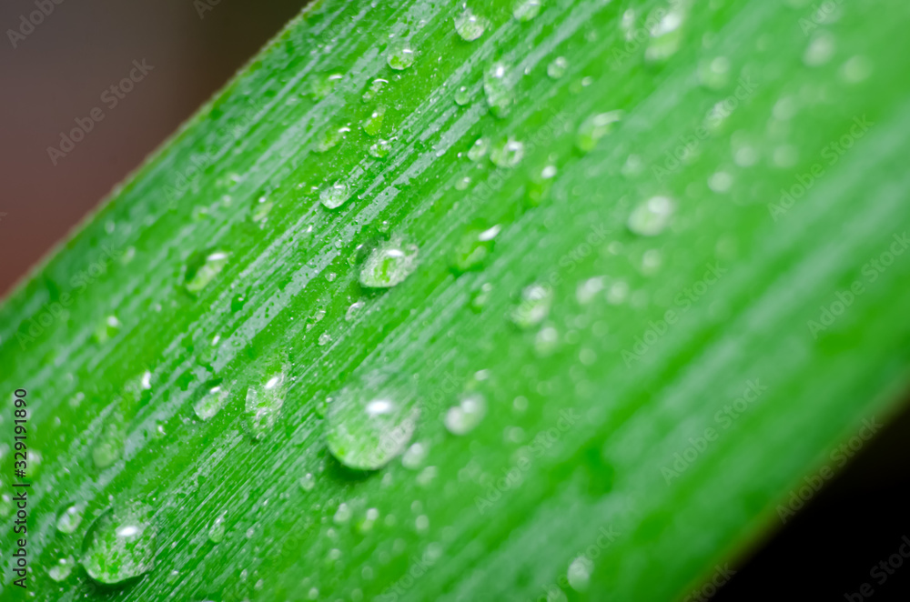 Green leaf with water drops, macro Green leaf with water drops, macro
