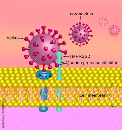 corona virus, SARS-CoV-2 photo