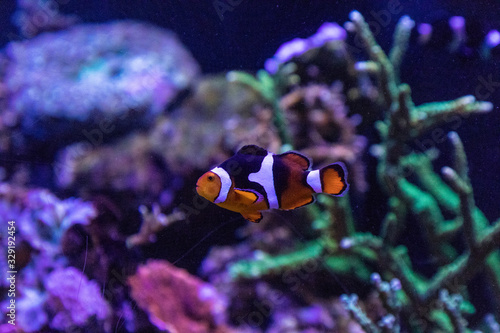 Clownfish or anemonefish Amphiprioninae photo