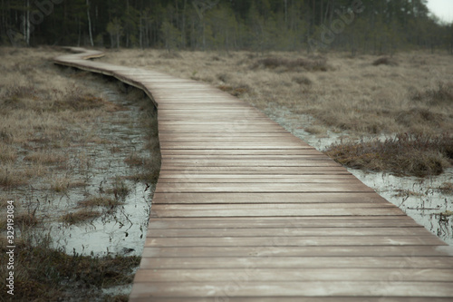 road in the swamp. wooden path in the woods.