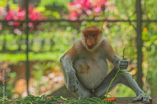 The proboscis monkey (Nasalis larvatus) or long-nosed monkey. photo