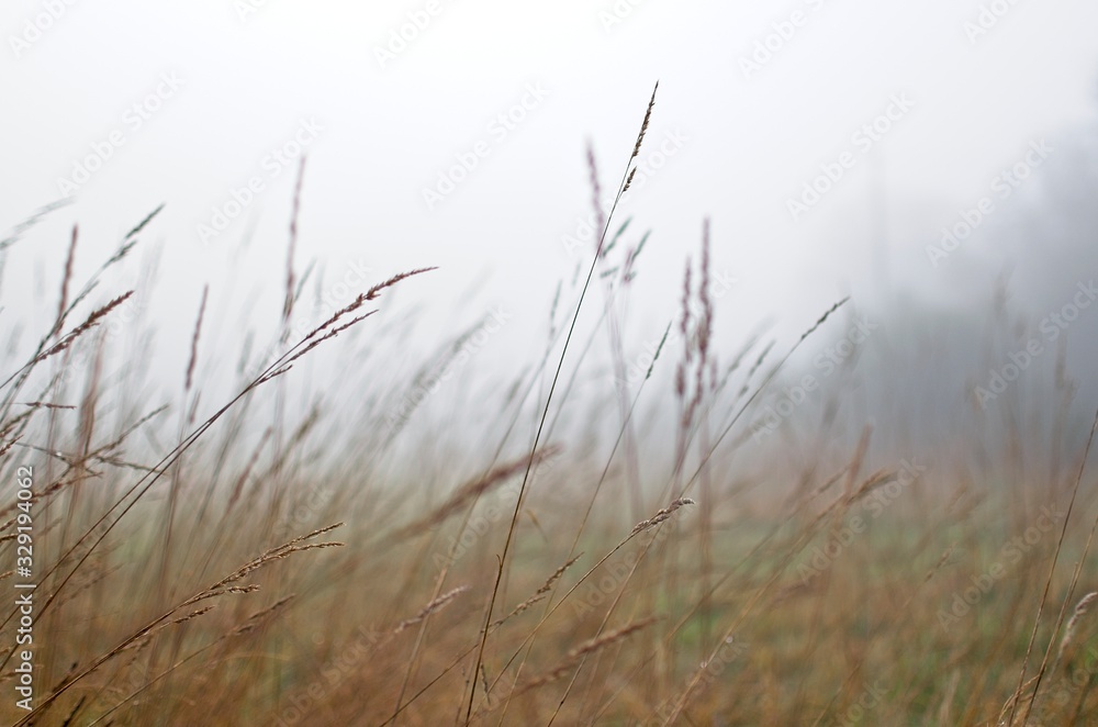 Spikes on a foggy morning. Nature life. Spikes on a foggy morning. Nature life.