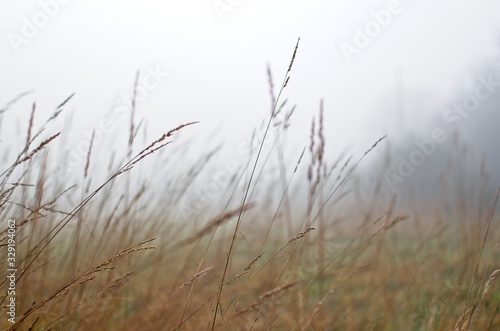 Spikes on a foggy morning. Nature life.