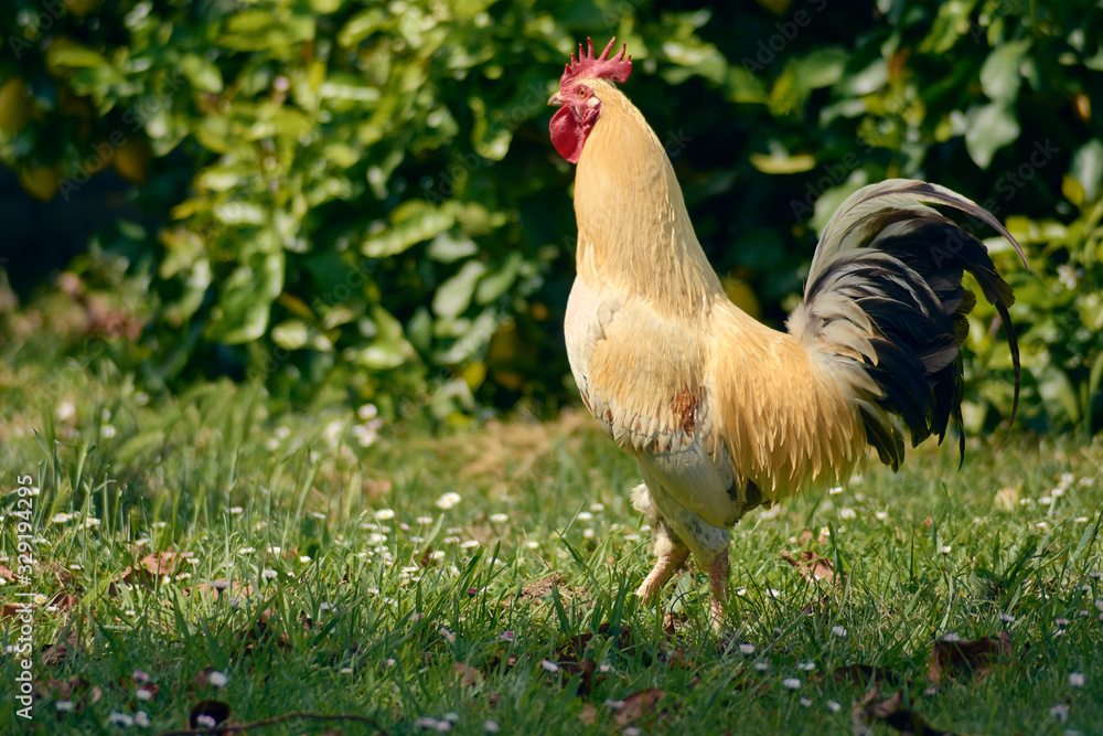 Fototapeta premium Gallo