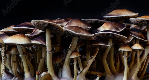 Obraz na plátně Magic mushrooms - psilocybe, natural color