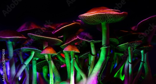 Color magic mushrooms - psilocybe