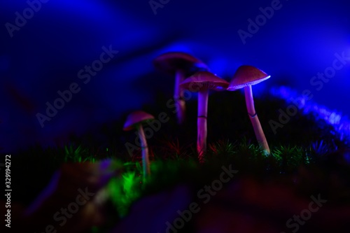Color magic mushrooms - psilocybe