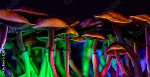 Color magic mushrooms - psilocybe