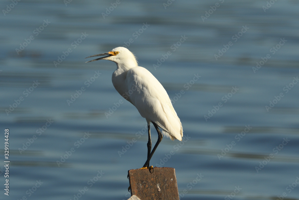 Snowy Egret Snowy Egret