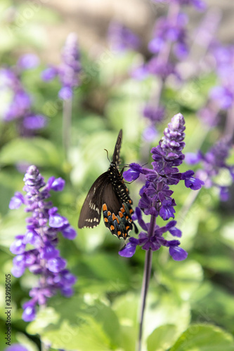 Palamedes swallowtail butterfly, Papilio palamedes photo