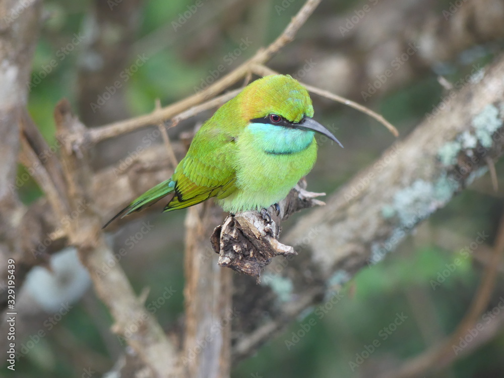 Obraz premium Green bee-eater, Sri Lanka
