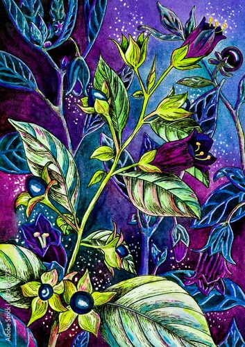 Bilde på lerret Deadly nightshade