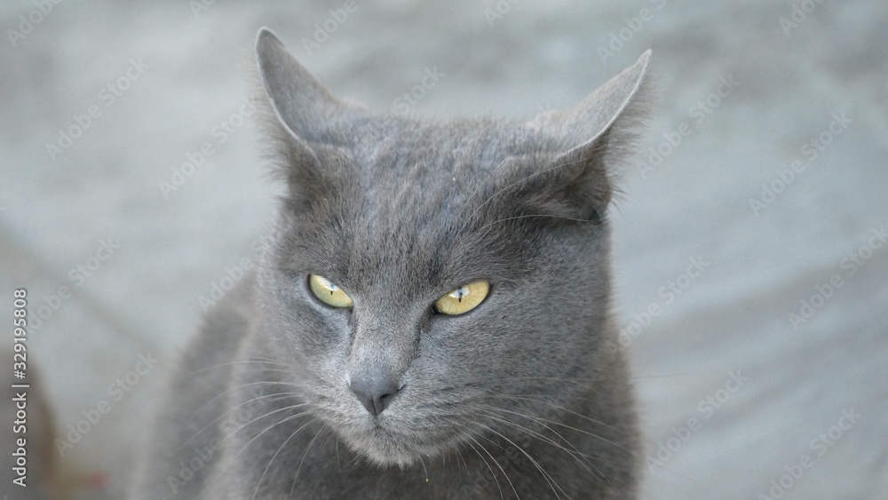my pretty gray kitten thinking of cat