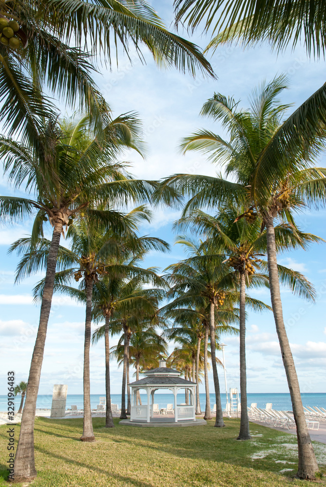 Obraz premium Grand Bahama Island Lucaya Beach Palms